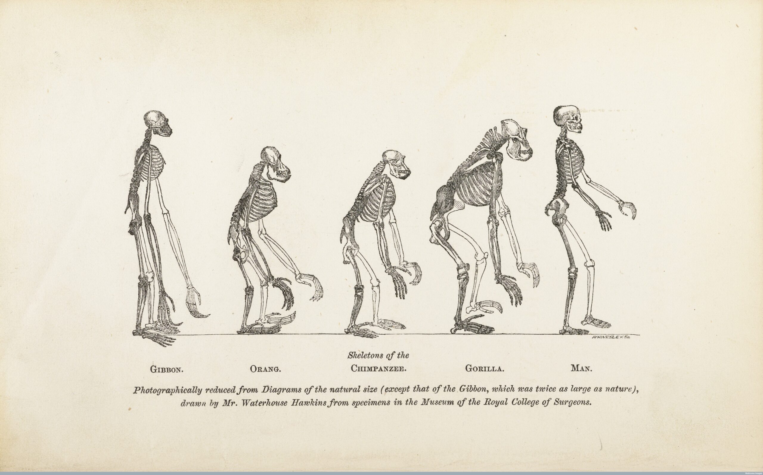 Charles Darwin Theory Of Evolution Of Man