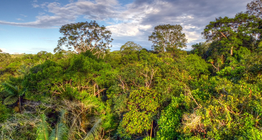 Just 1 Percent Of Amazon S Trees Hold Half Of Its Carbon Science News