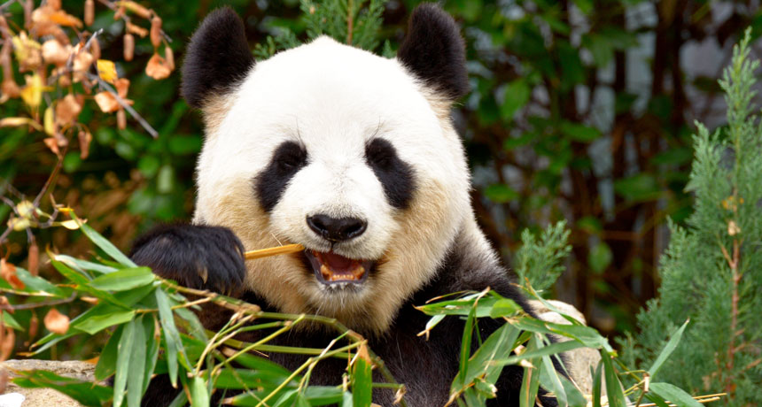 Giant Pandas Food