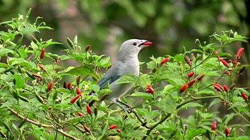 bird in peppers