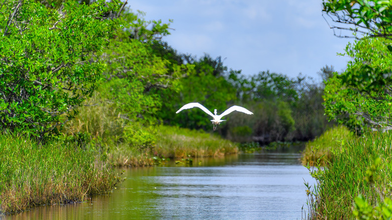 A white heron flying through the Everglades