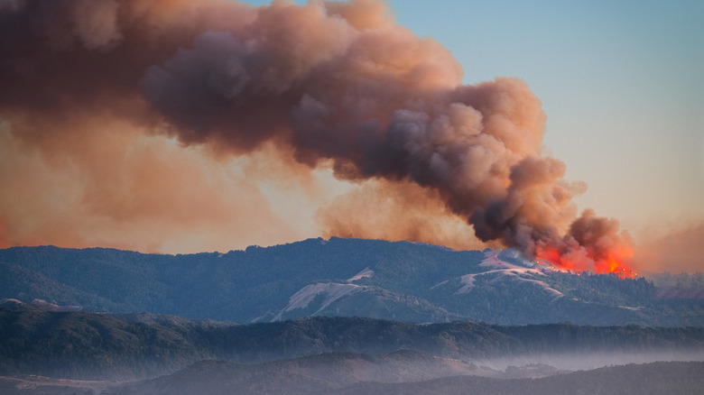 fire burning in Californian forest