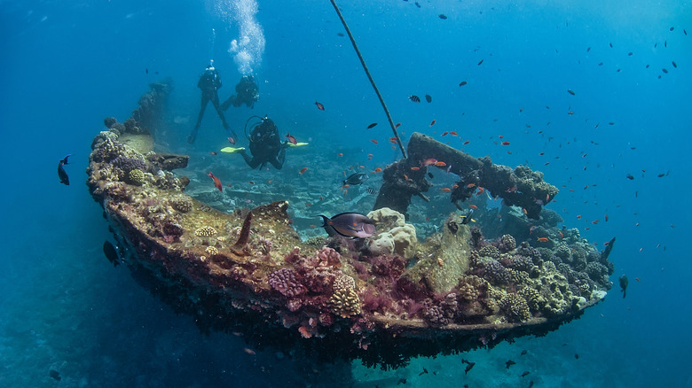 Scuba divers swimming above deck of shipwreck with lots of small fish