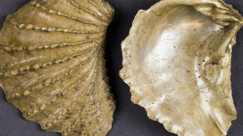 A front and back view of a sand-colored mollusk with ridges arcing across its surface