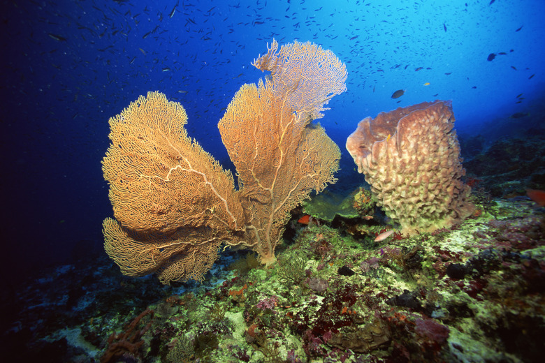 Sea sponges