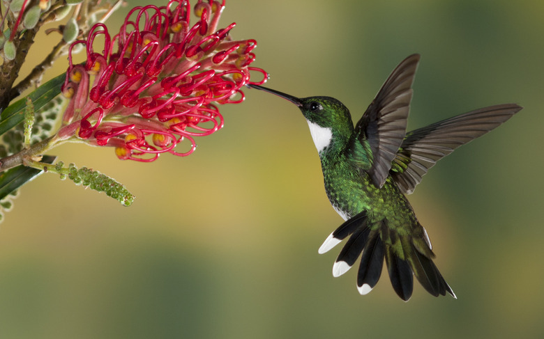 White-Throated Humming Bird