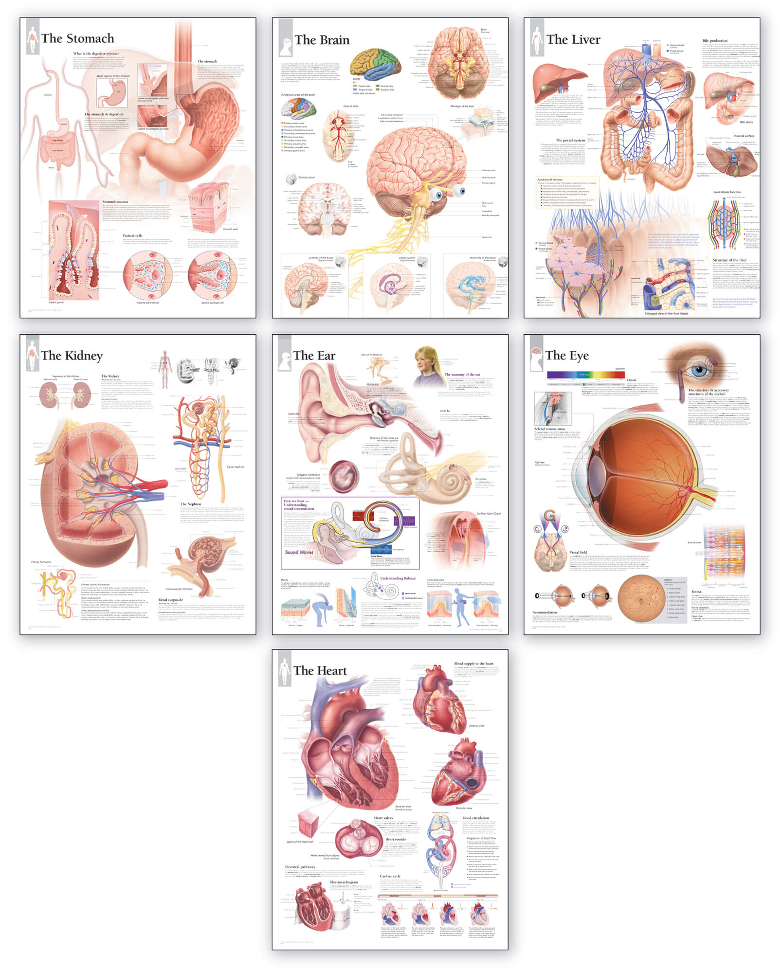 Basic Anatomy Chart