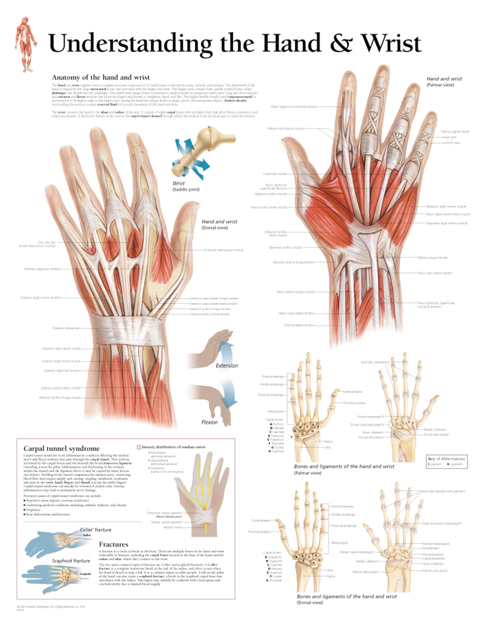 Wrist And Hand Diagram