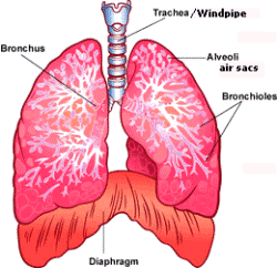 Interesting Facts About Human Organs | Science Facts