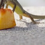 What do Reptiles Eat?