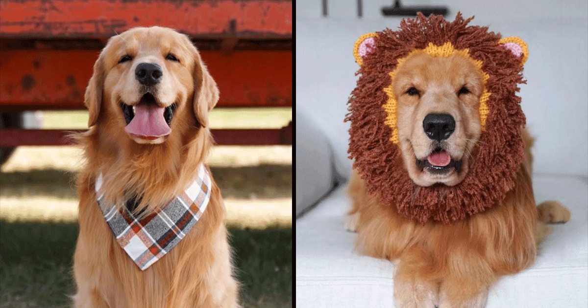 Tucker Budzyn, A Five-Year-Old Golden Retriever, Earns ₹8 Crore Per Year