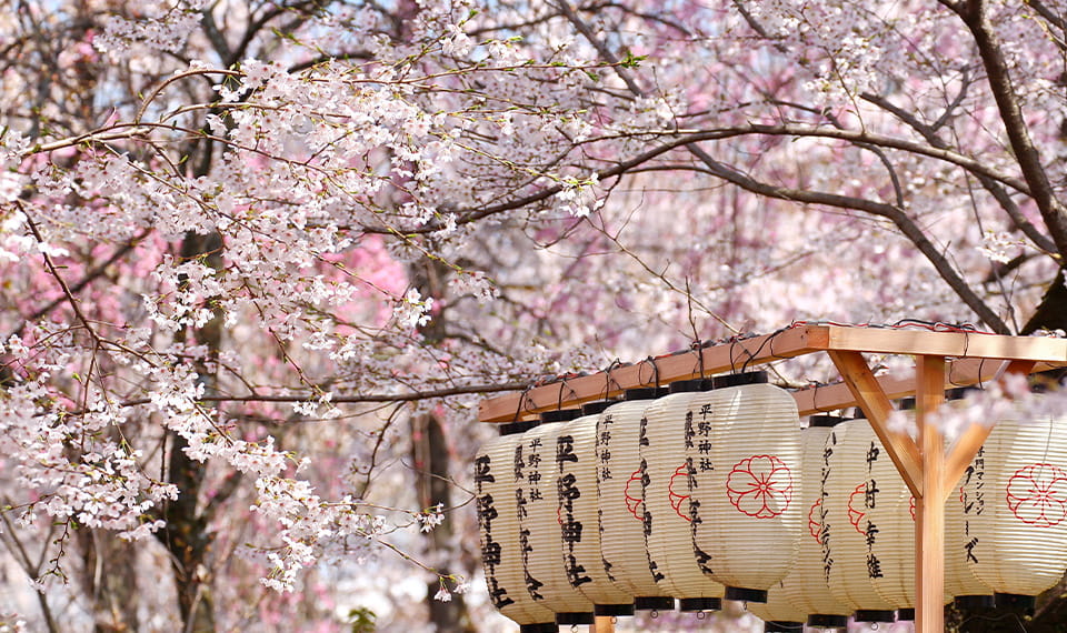 Blooming cherry blossom branches around a row of lanterns