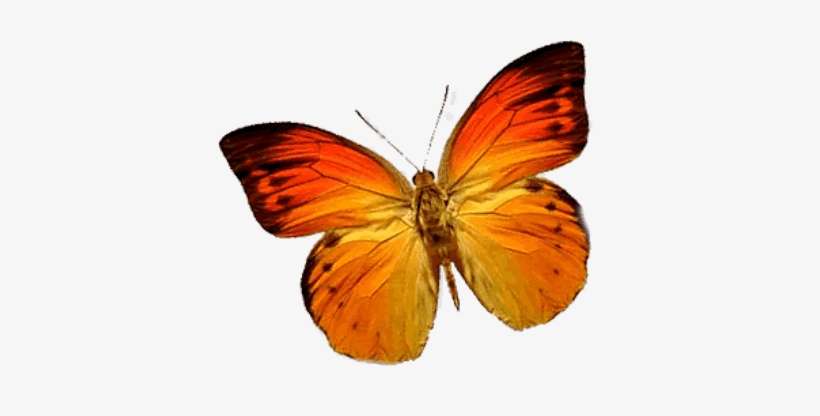 Mariposa PNG Images | PNG Cliparts Free Download on SeekPNG