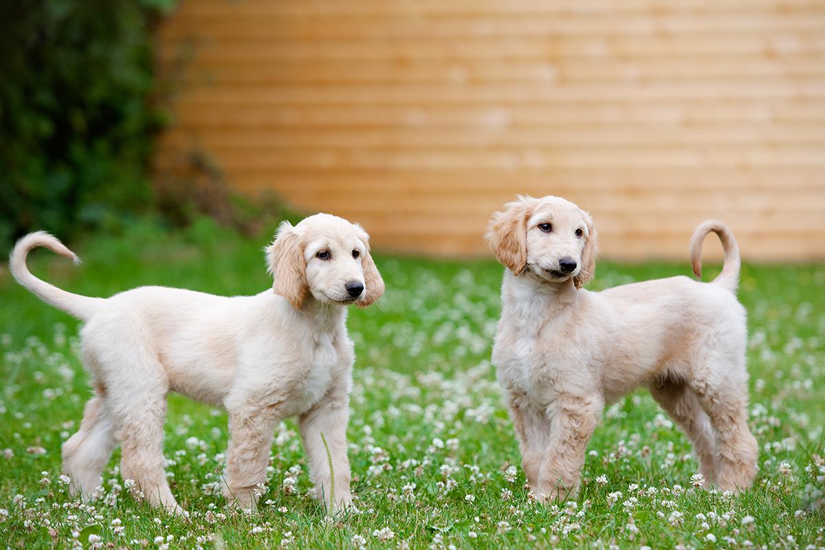 Afghan Hound puppy