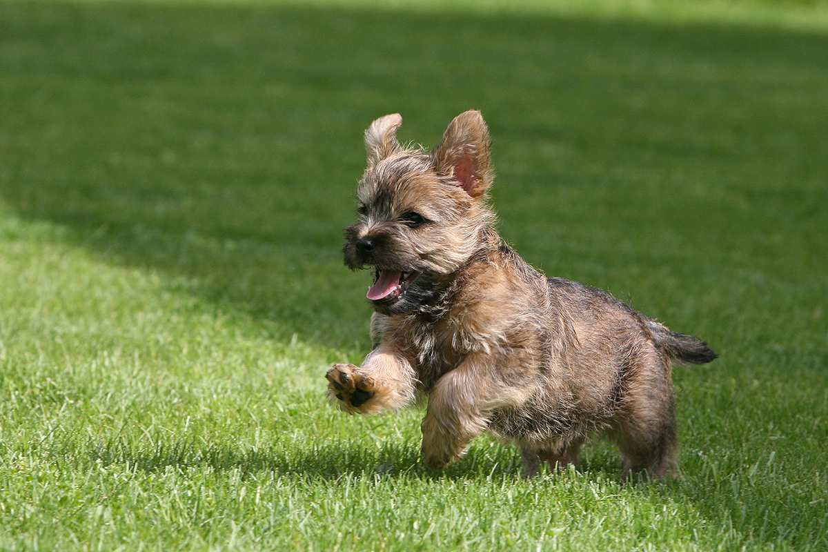 Cairn Terrier puppy