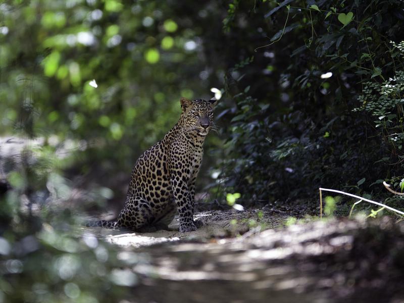 Leopard Trails