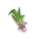 Medicinal Leek