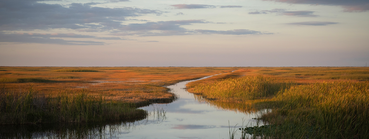 river running through grassy wetland