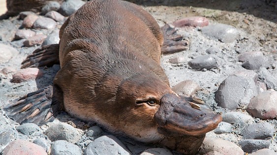 platypus.jpg