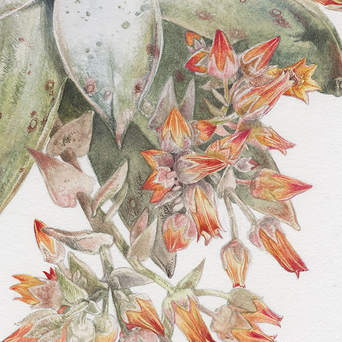 Stephanie Law - Botanical Art