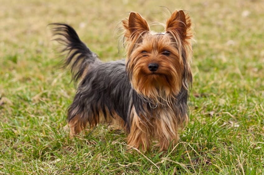 Yorkshire Terriers Sharda Bakers Dog World