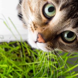 Cat Ladies cat grass growing kit