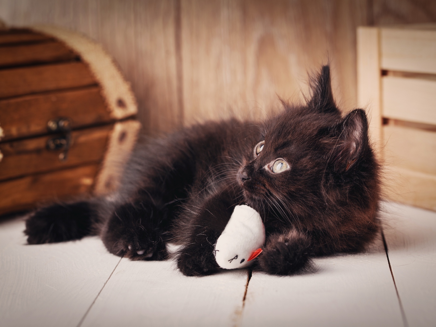 Beautiful black cat with green eyes lying on wooden background. A wooden box near him. Cat playing with toy