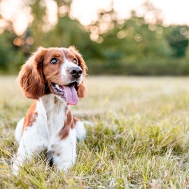 happy dog outside