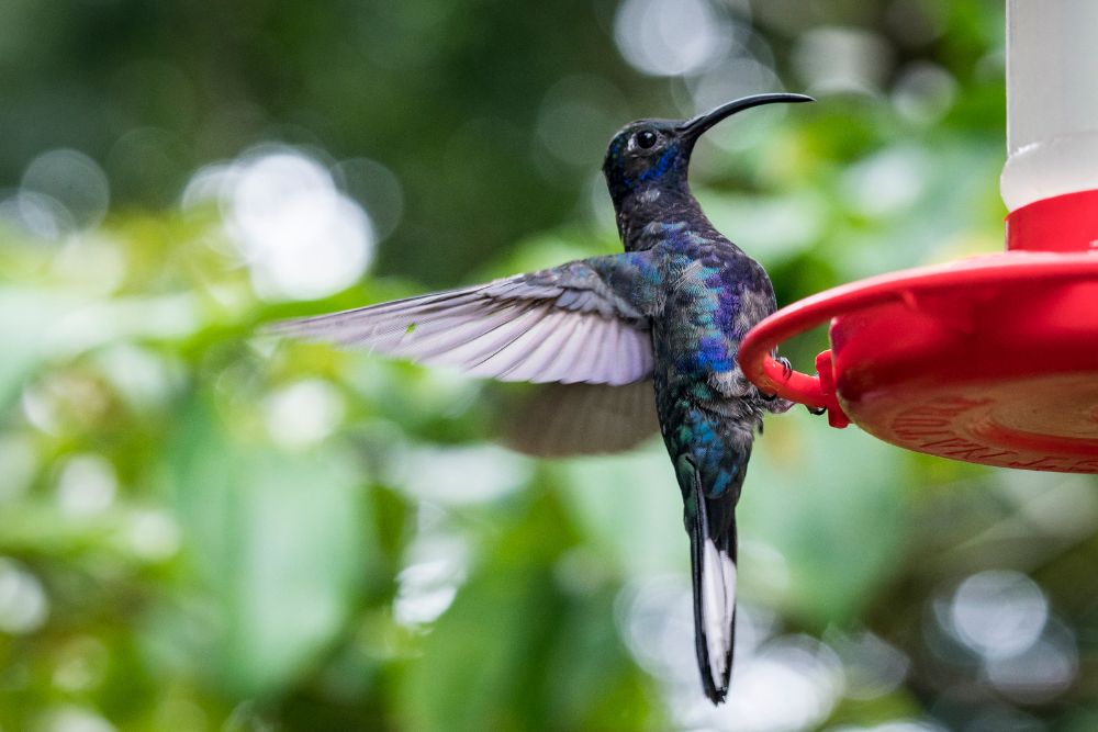 Best Hummingbird Feeder