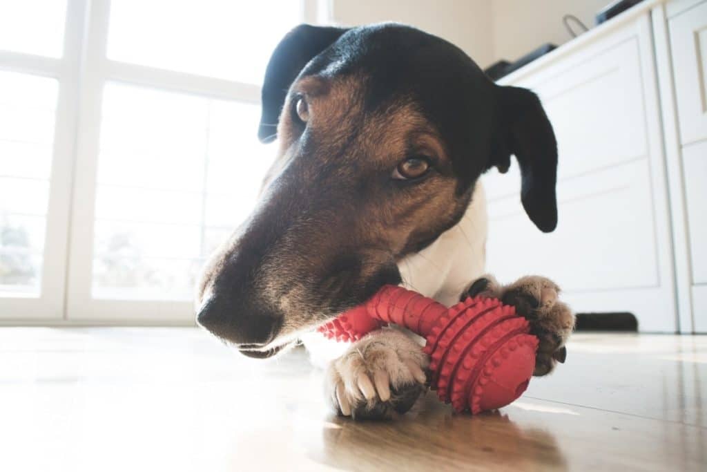 Best Dog Chew Toys