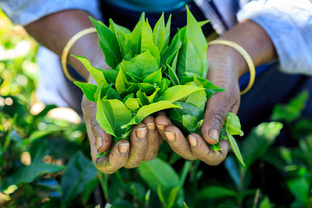 Ceylon Tea Souvenirs Sri Lanka