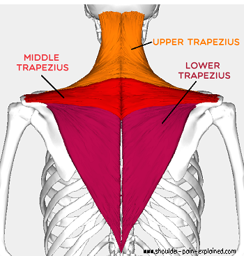 Trapezius Pain: Causes & Treatment - Shoulder Pain Explained