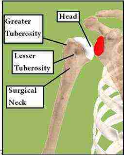 Greater Tubercle Of Humerus