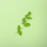 Fresh Cilantro Leaf