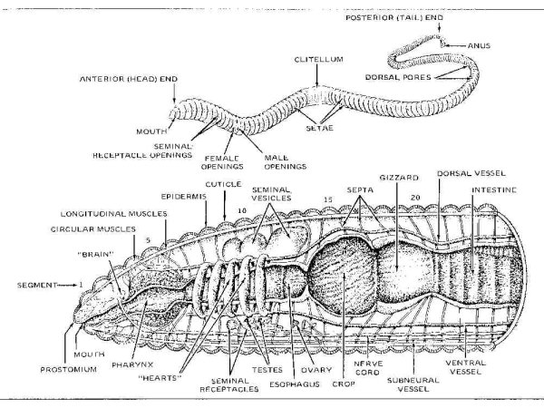 Earthworm Diagram Labeled