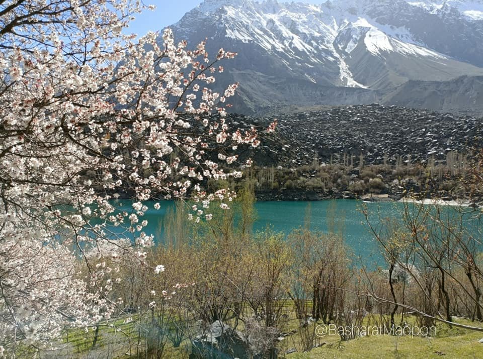 Apricot Blossom in Kachura Lake Gilgit Baltistan 