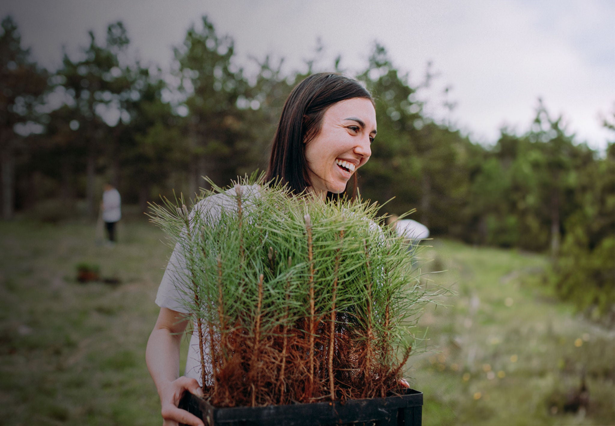 A woman works to plant saplings in a forest. 