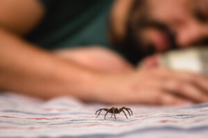 A spider on a bed