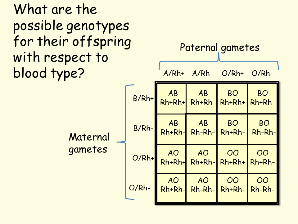 Genotype And Phenotype Chart