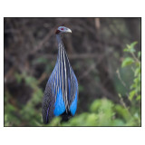 Vulturine Guineafowl