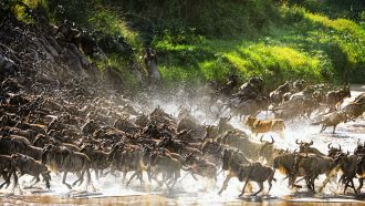 Wildebeest herd