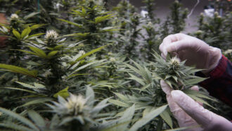 a photo of Cannabis Sativa plants growing in a greenhouse with a person's gloved hands visible