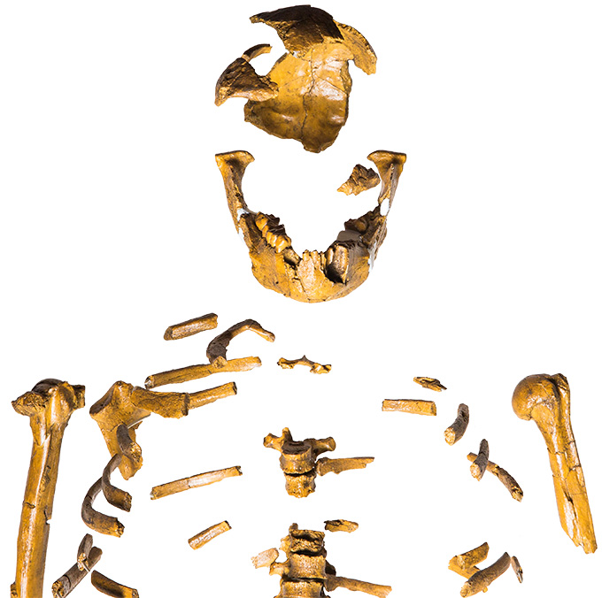 a cast of the top half of the skeleton of Lucy