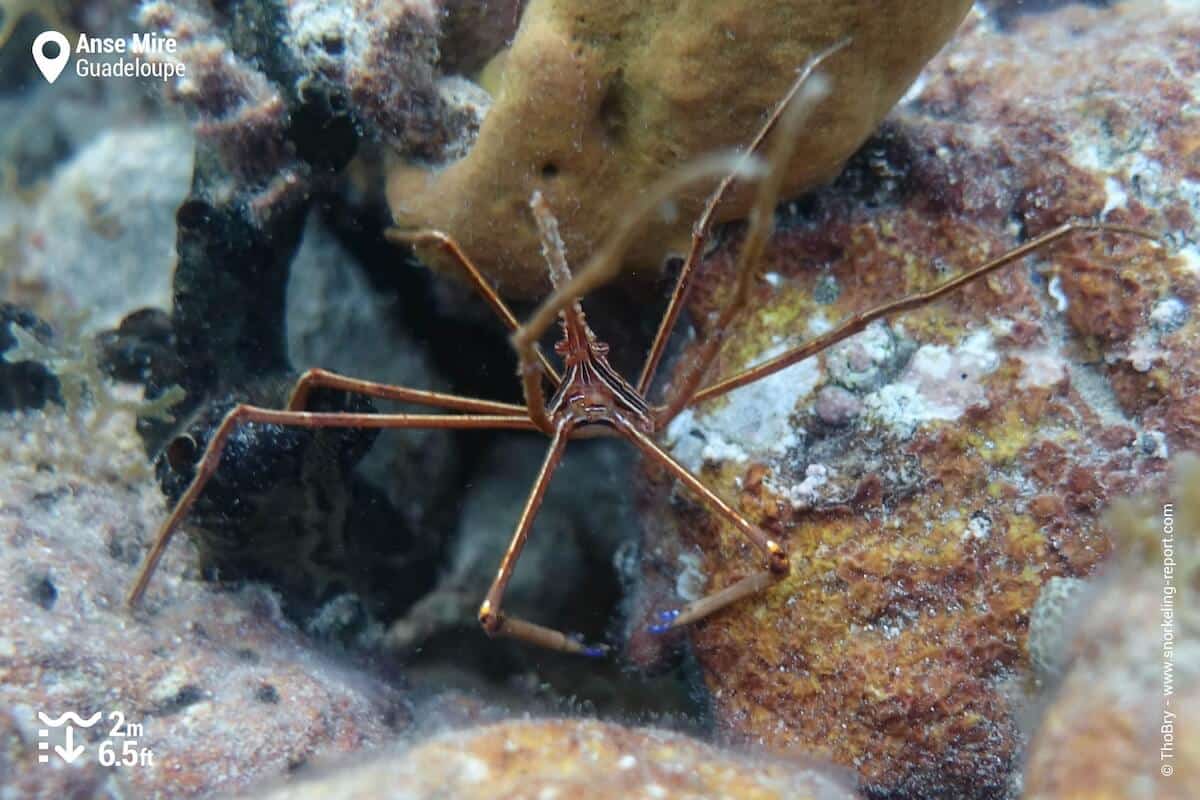 Arrow crab at Anse Mire