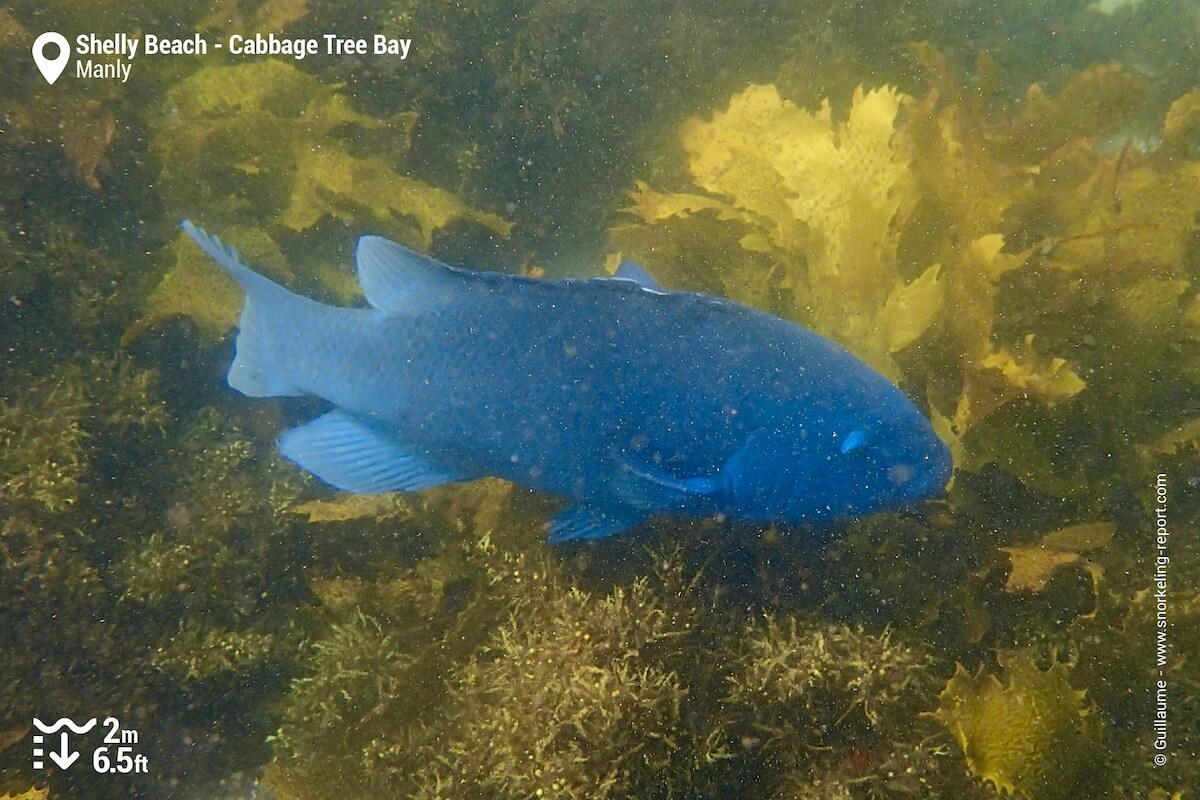 Snorkeling with blue groper at Shelly Beach