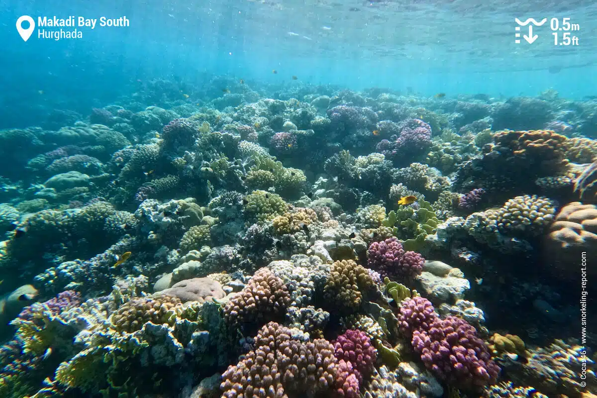 The coral reef at Southern Makadi Bay