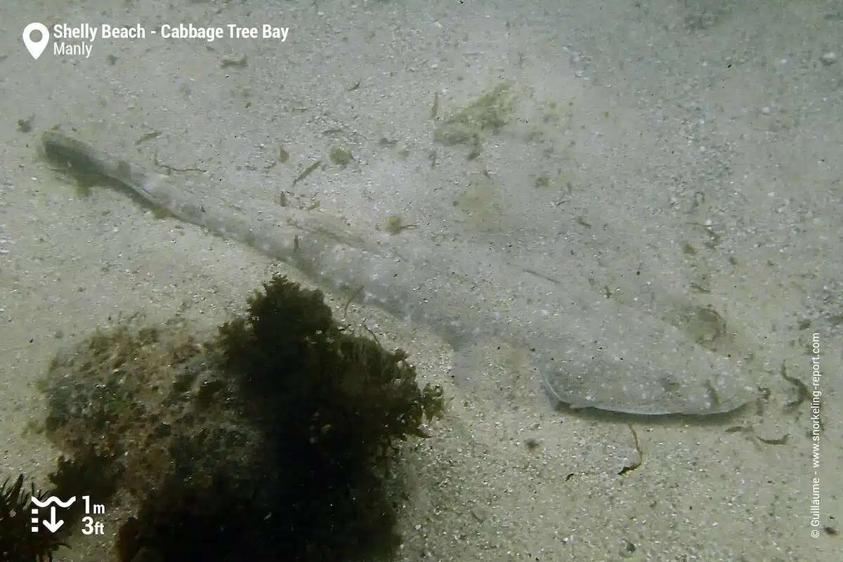 Dusky flathead at Shelly Beach