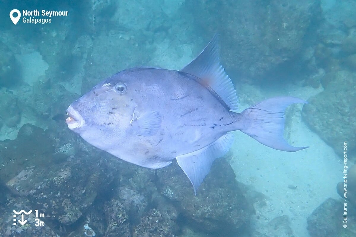 Finscale triggerfish at North Seymour