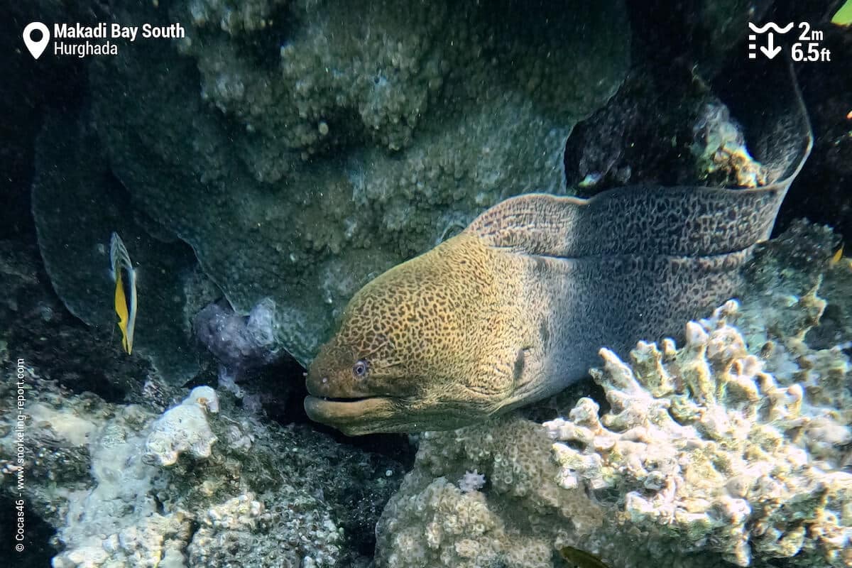 Giant moray at Makadi Bay