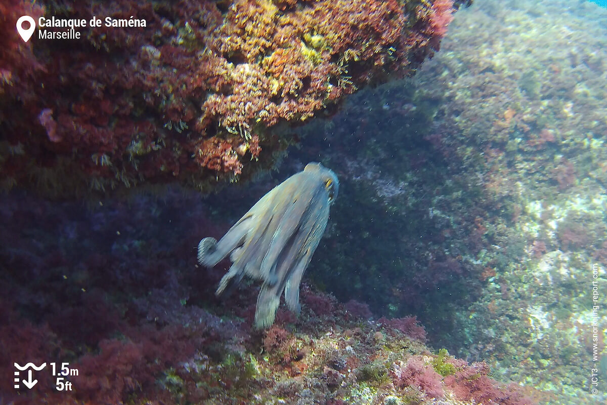 Octopus at Calanque de Saména